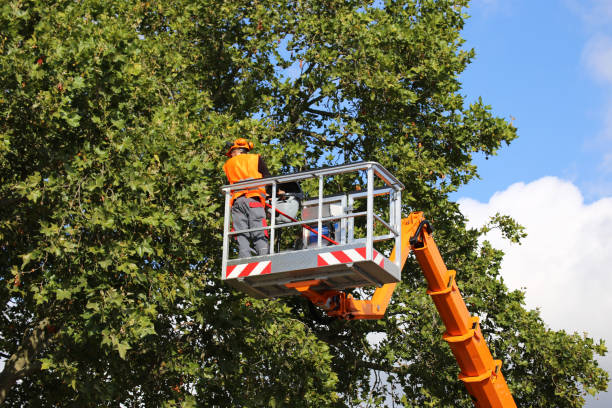 Lackland Af, TX Tree Removal and Landscaping Services Company